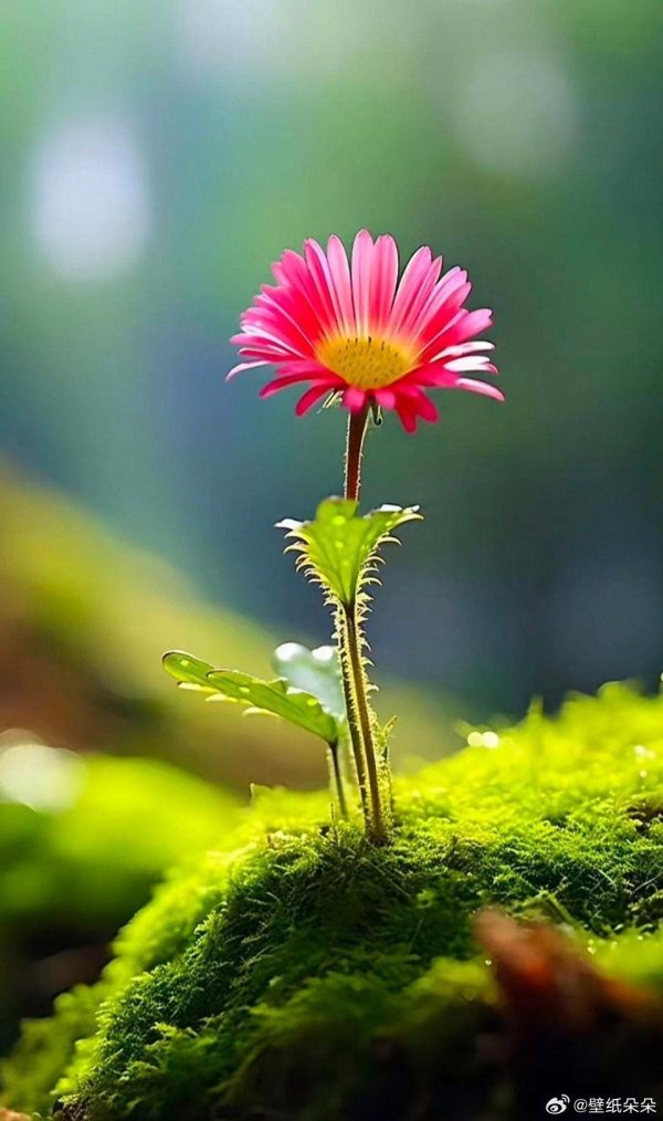 hd beautiful flowers