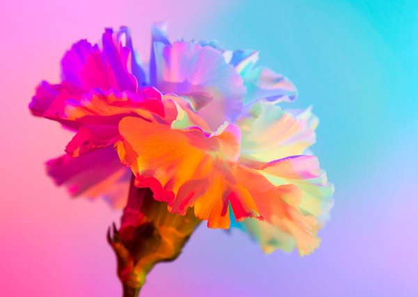 цветок радужный