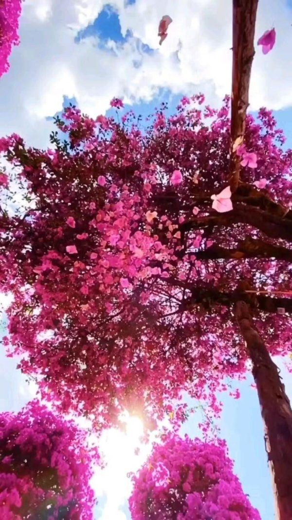 розовое дерево