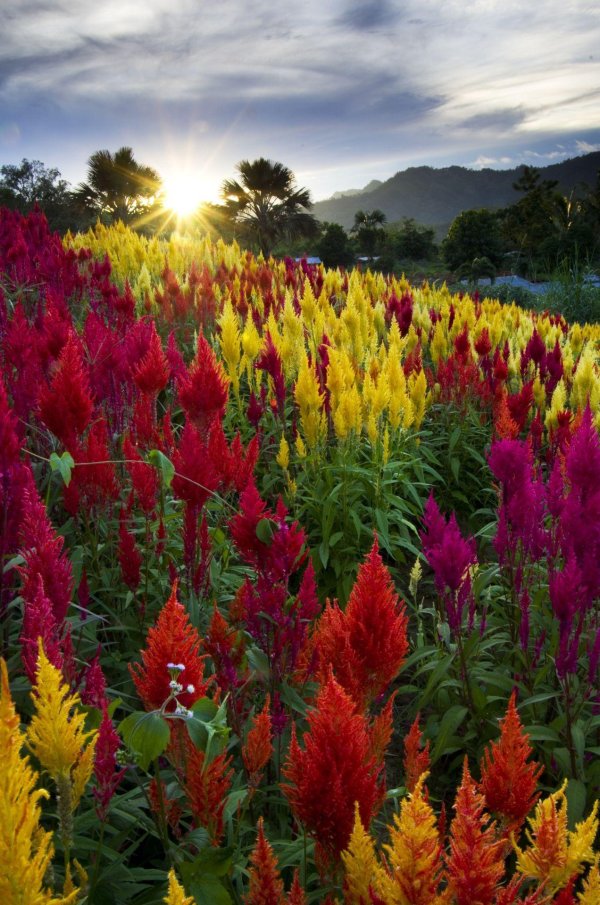 целозия империалис