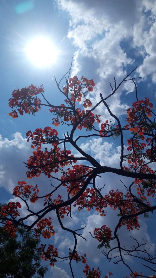 огненное дерево делоникс королевский