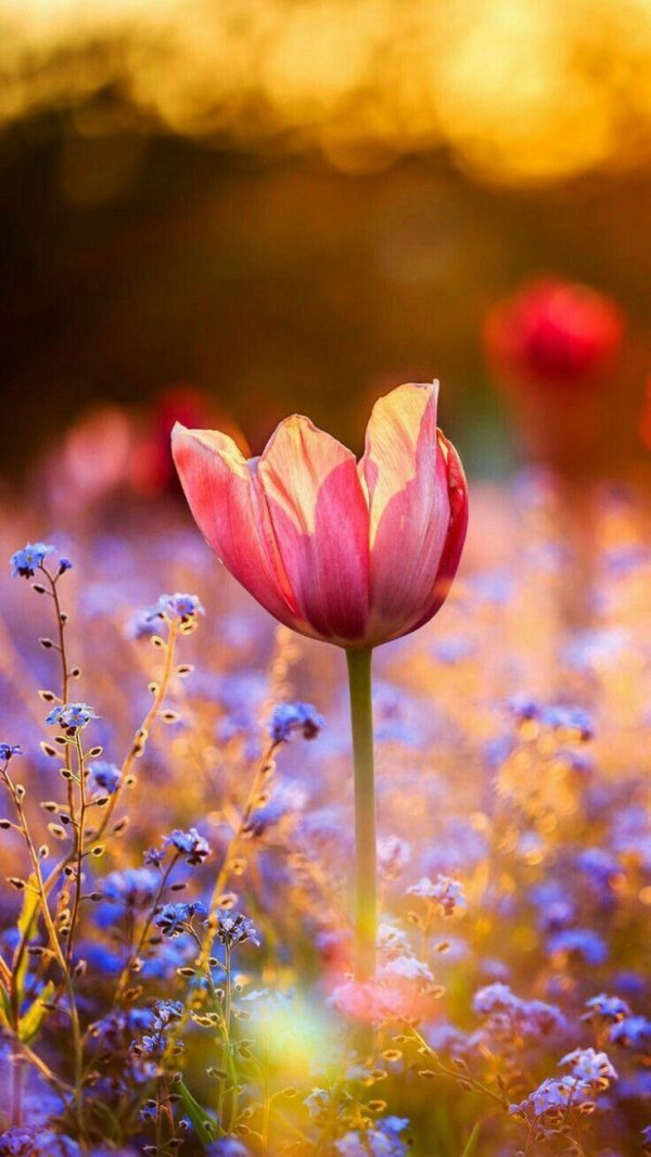 цветок весенний