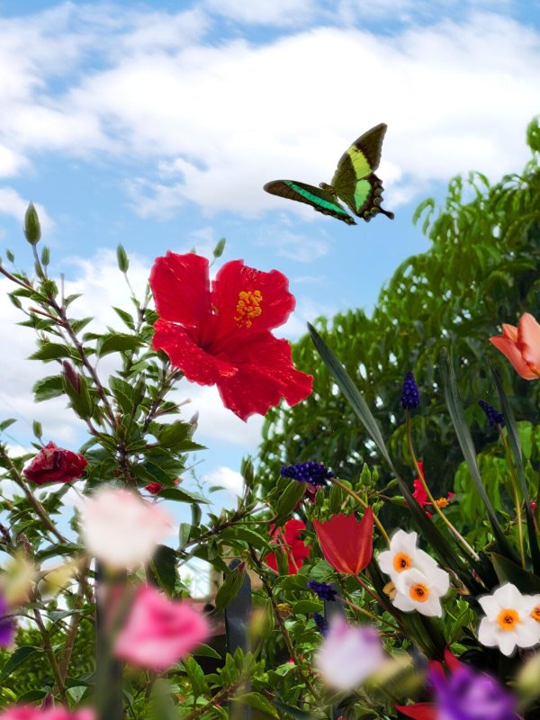 бабочка бабочка