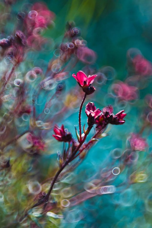 картины вдохновение