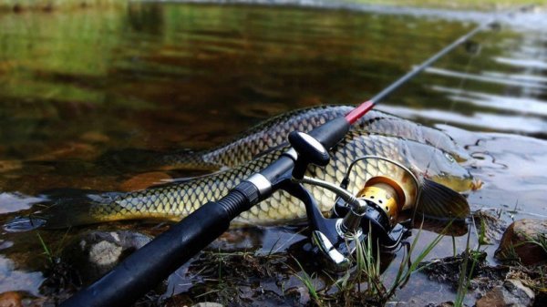 ловля карпа