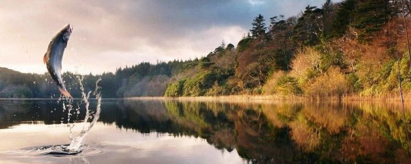 russian fishing 4 стрим