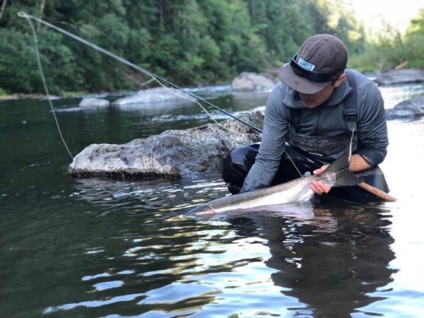 чавыча дикий лосось