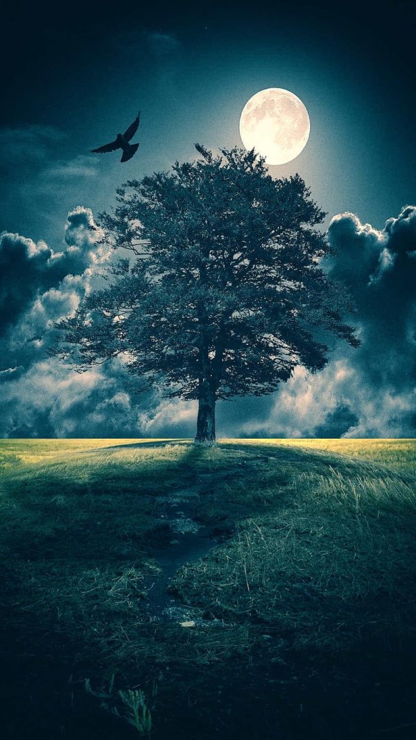 на фоне луны