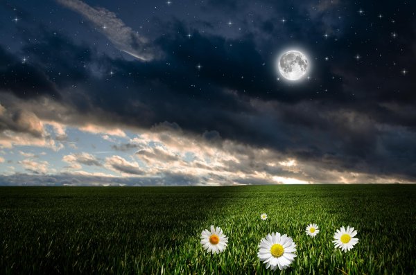 ночное поле