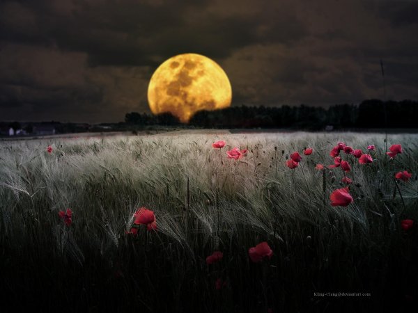 ночное поле