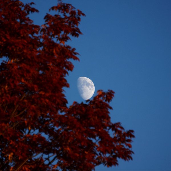 деревья небо