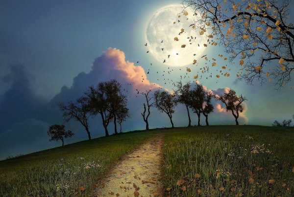 дерево ночью