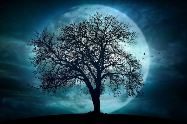 лунное дерево