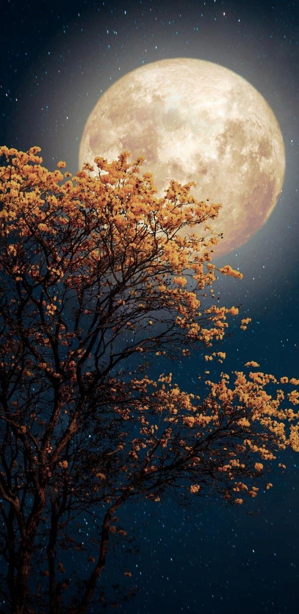 на фоне луны