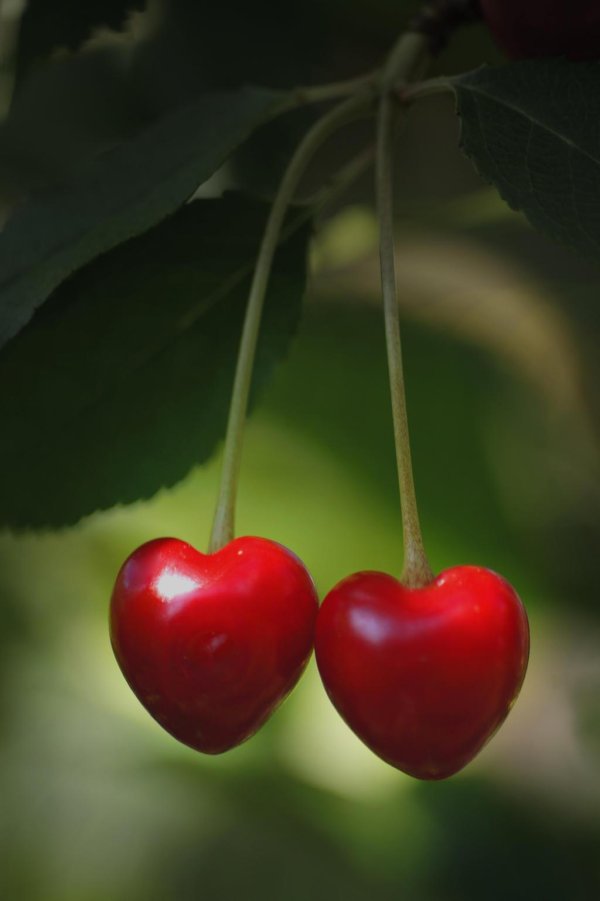 две вишенки