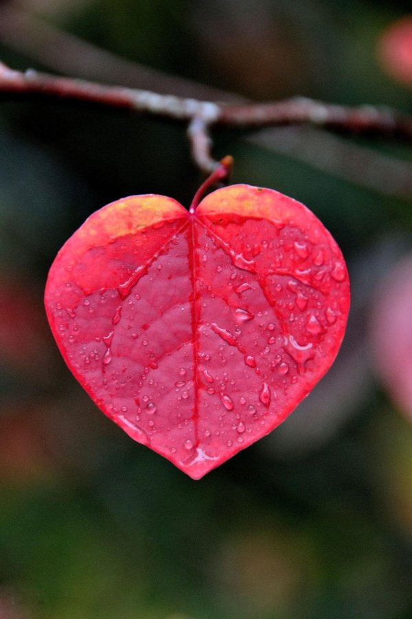 осеннее сердечко