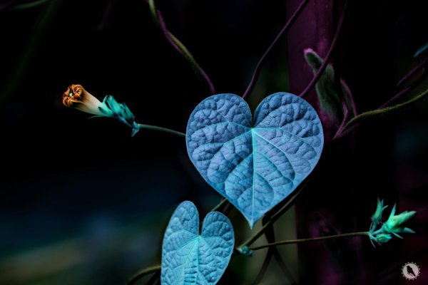 плющ сердцевидный