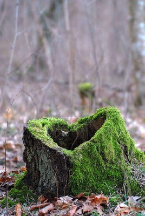 пень трухлявый