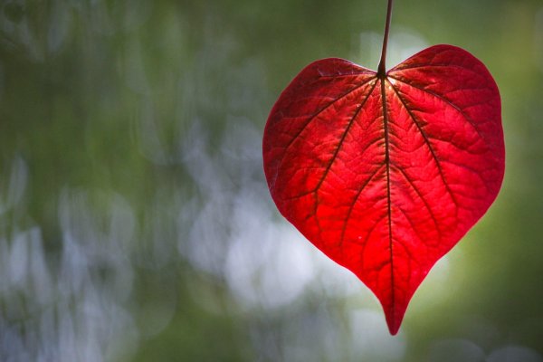 heart shaped leaves
