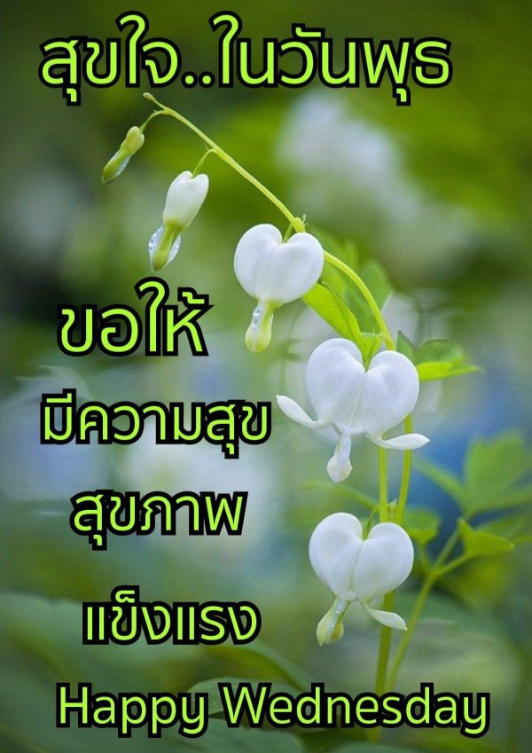 белые цветки