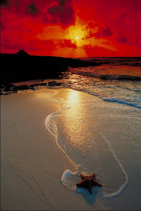 морская звезда