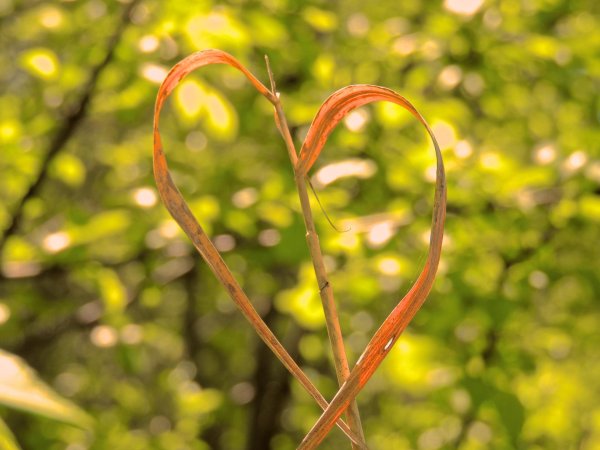 любовь к природе