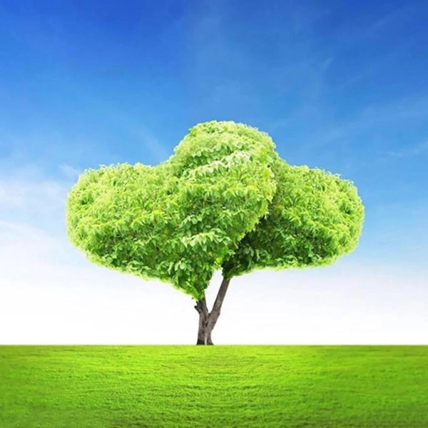 красивое дерево