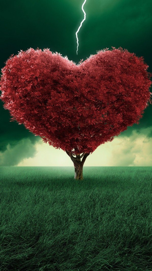 дерево любви