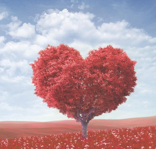 красивое дерево