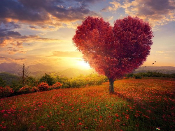 красивое дерево