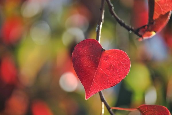 сердечко осень