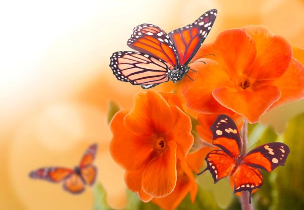 оранжевые цветы