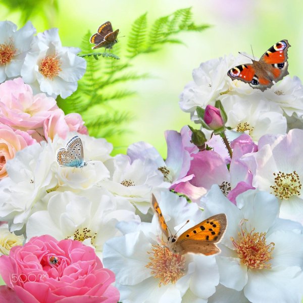 бабочки цветочки