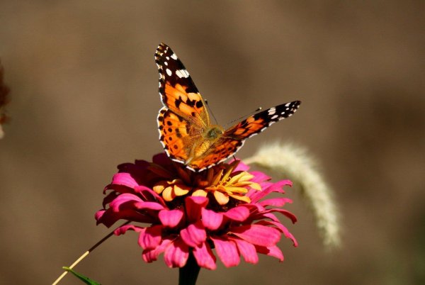 репейница бабочка