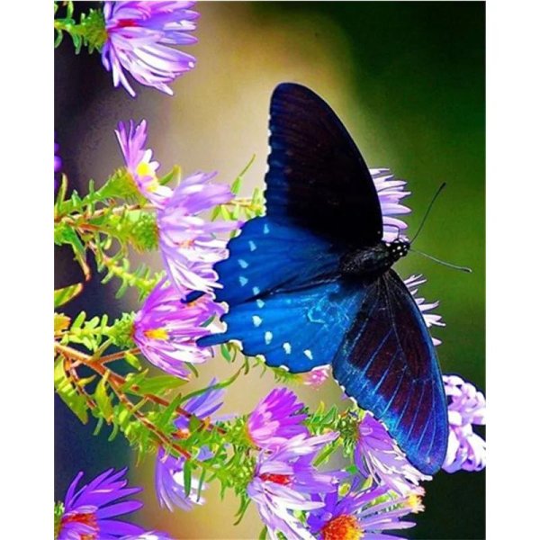 васильковые бабочки