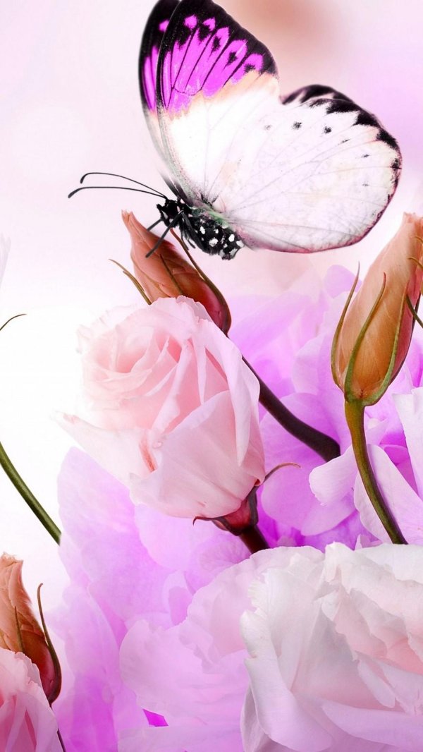 нежные цветы на телефон