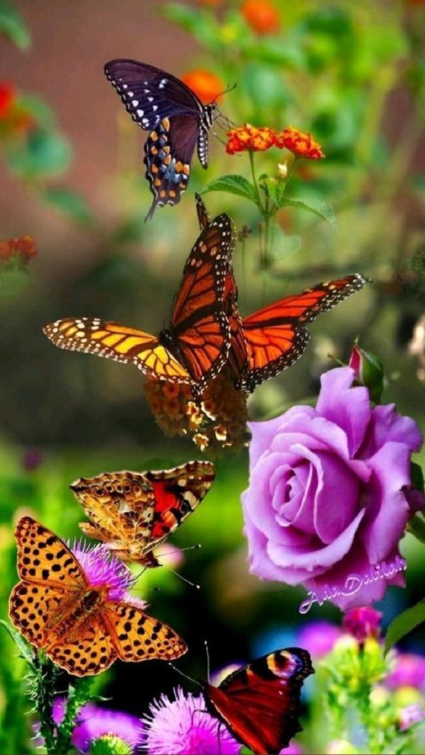 бабочки в цветах