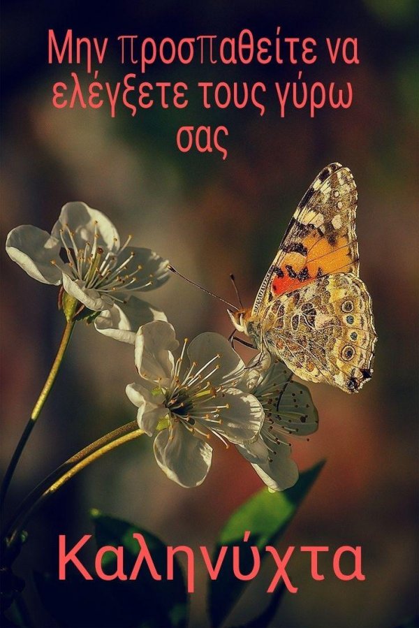 бабочка репейница