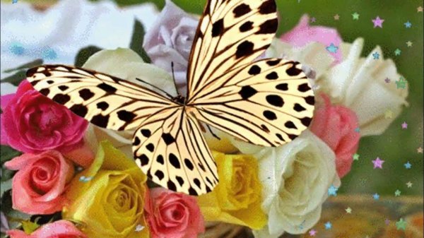 красивые открытки с бабочками