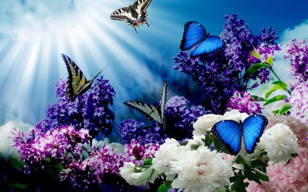 сирень красивая