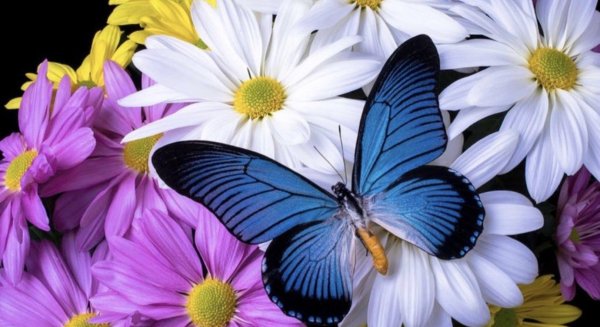 голубая бабочка на цветке