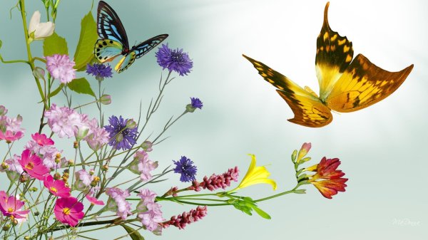 flowers and butterfly