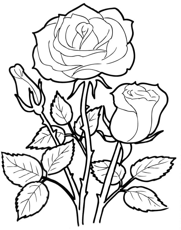 раскраски розы красивые