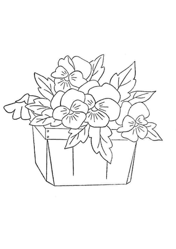 узамбарская фиалка рисунок