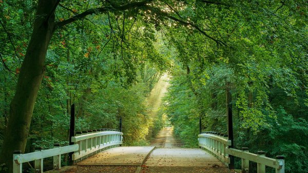 красивая аллея лучи