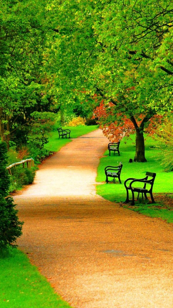 аллея в парке