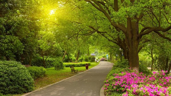 дорожка в парке лето