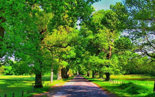 дерево летом