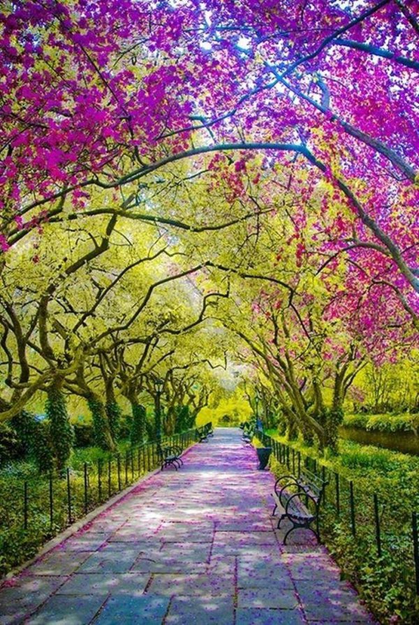 spring in central park