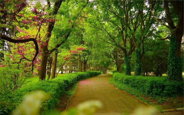 дорожка в парке лето